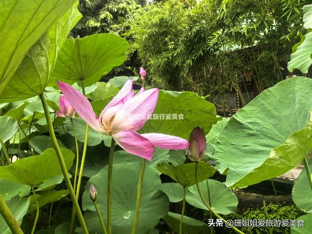 千年古莲能重开？广州海幢寺揭秘，一场跨越时空的花事！附攻略