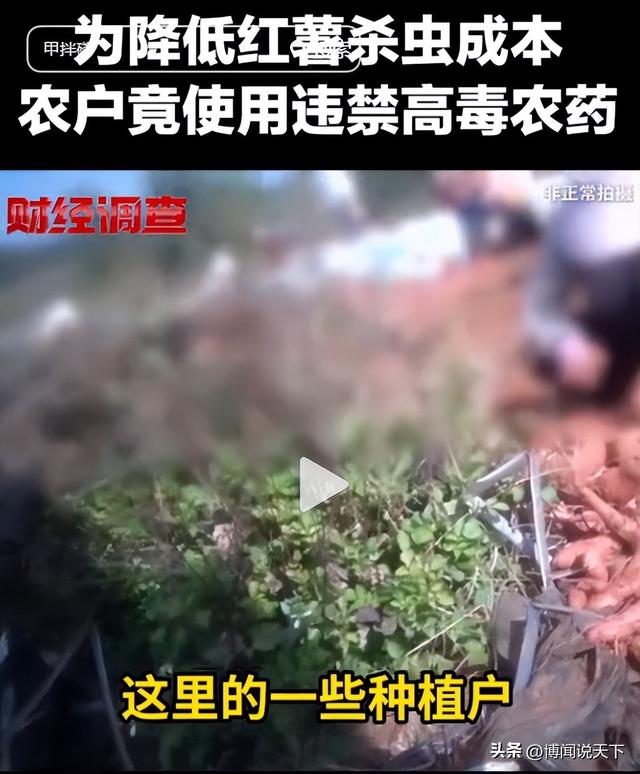 央视曝光毒红薯！商户主动投毒，流窜至全国多地，背后利益链曝光