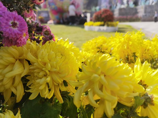 散文：金石山菊韵，暖了初冬时光