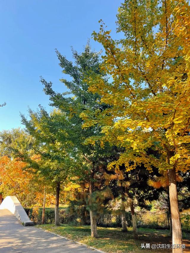 发现沈阳生态之美 | 美到窒息！沈阳赏秋地图发布