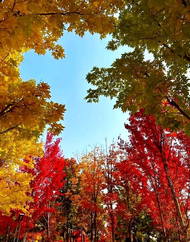 北京深秋“值得”逛得3处公园，景色一个比一个唯美！