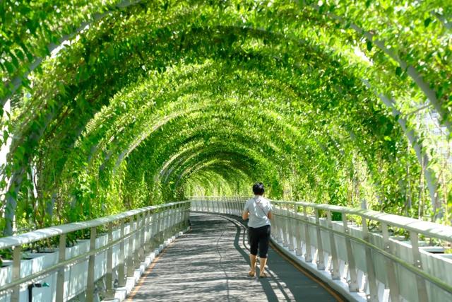 绿光森林、绿野仙踪、南法庄园……夏日绿色潮玩超治愈→