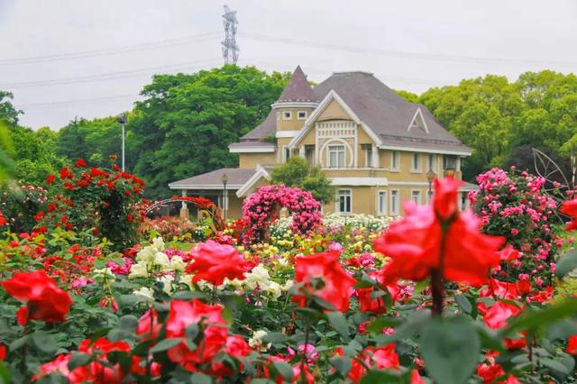 太仓版“玫瑰的故事”，浪漫开篇！