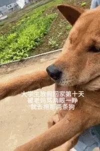 大学生放假回村，全村的狗都崩溃了：求求你们快去上学吧！