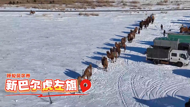 从阿尔山“冰河漂流”到草原“骆驼选美”，内蒙古冬游体验多姿多彩