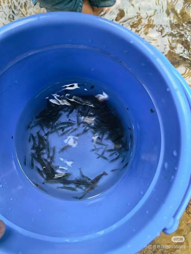 全免费！成都周边30min玩水抓螃蟹、露营野餐钓鱼烧烤！轻松安逸周末快冲！