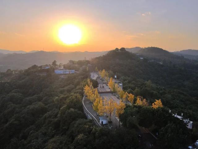 含“金”量100%！是时候来仁寿，邂逅一抹银杏黄啦~