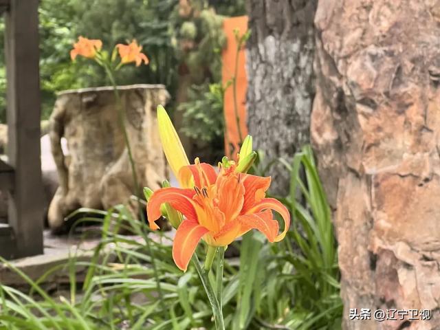 夏日限定！辽宁本溪避暑路线推荐，25℃的清凉可太治愈了~（市内版）