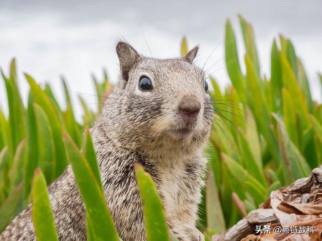 松鼠的智慧：在人生冬天来临前，先准备好你的“粮仓”