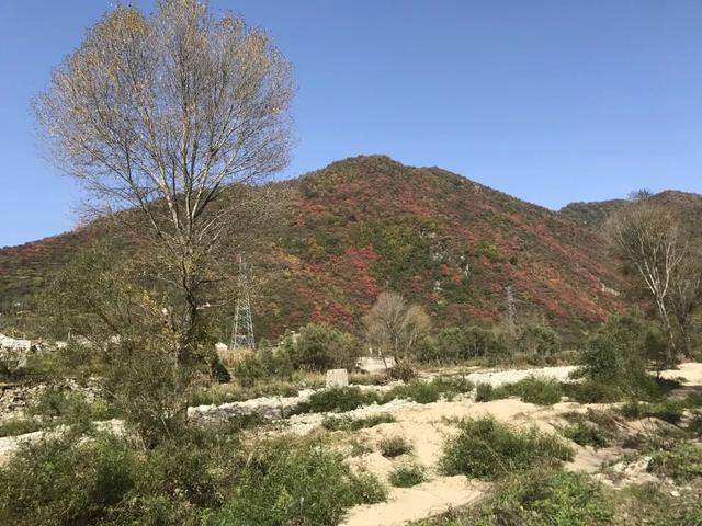秦岭秋日童话：自驾高江路，邂逅4000年银杏与绝美红叶长廊