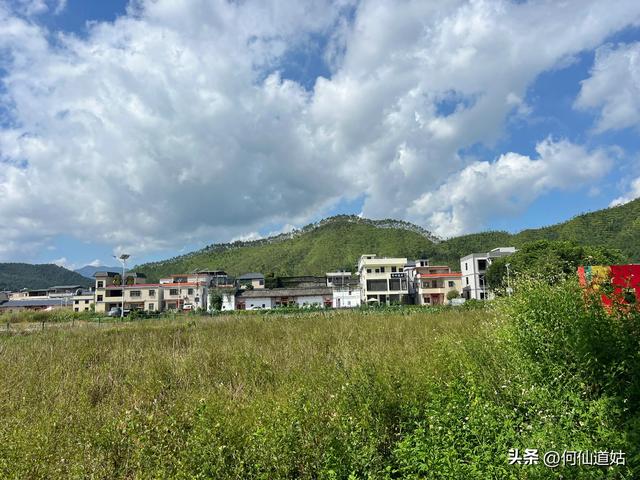 新丰秀田，是来看古树的