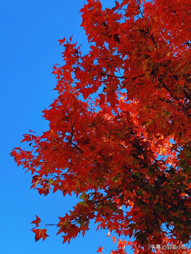 秋霜寒，秋叶艳，秋林醉，在家乡小城，邂逅一场姗姗来迟的秋景
