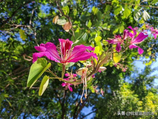 初冬时节，从北方来到了河源