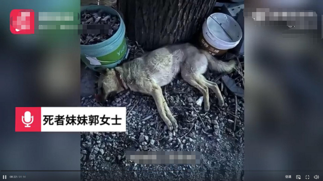 山西狗咬人血案再曝细节：剔骨刀上无死者DNA，真相更扑朔迷离