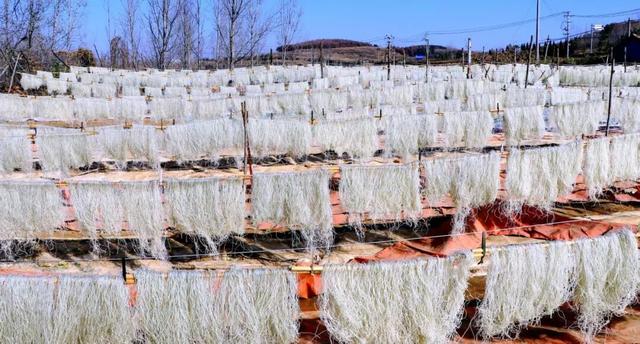 藏不住了！正是好拍又好逛的时候！就在日照这些地方……