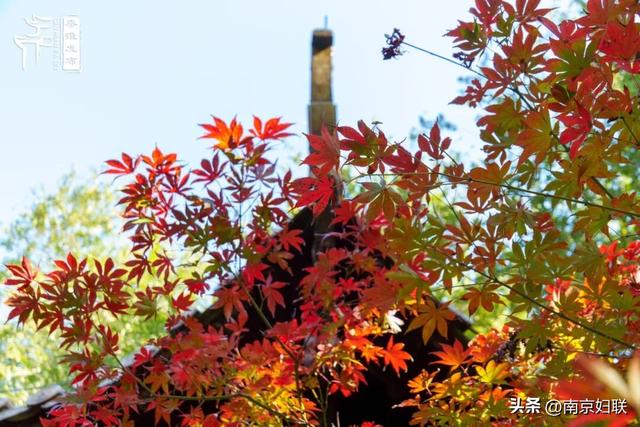 人在南京，红叶正盛，等你来～