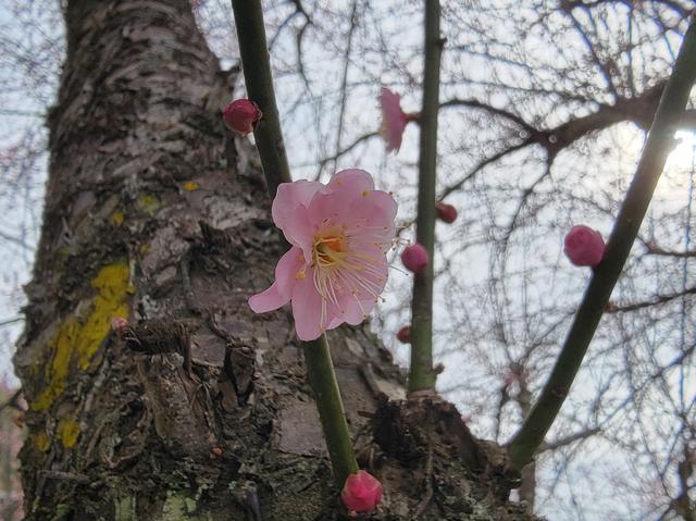 土楼拾光③:梅林古镇（2025.2.11 漳州·南靖）