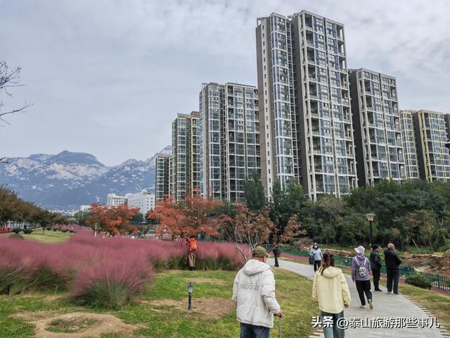泰安：泰山下一个街角公园火了，有百米粉黛花海，错过要再等一年