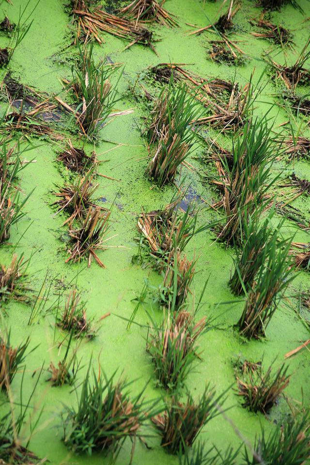 《玉兰王国》之捕鱼记