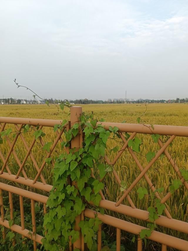 刚从相城回来，毫不客气的说，相城就是全国郊区化发展的天花板！