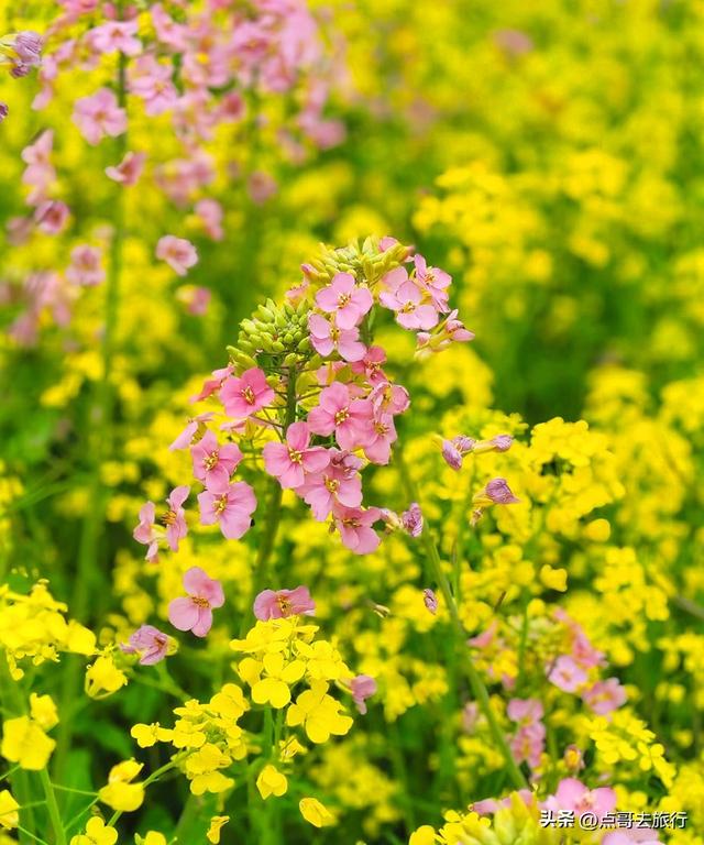 今天朋友圈的C位，成都限定的浪漫和震撼，错过了真的要等一年！