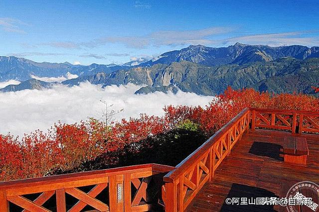 秋天已渐渐带来凉意，让有些树叶渐渐有了「红颜」