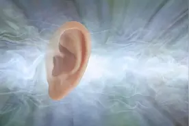 耳朵的主要结构以及功能图片