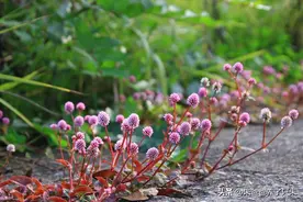 老祖宗留下的“山货”——“石头花”，能治病还能赚钱！图片