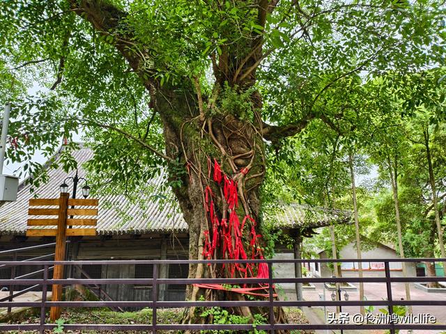 成都徒步（64）·新津篇③观音寺