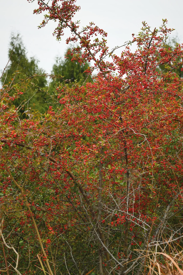 成都秋冬徒步NO.1，这是我见过最美的山脊线，1h可达亲子友好！