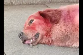 金毛被主人殴打下巴断裂，好人刚救助恢复好，又一只萨摩耶被打残图片