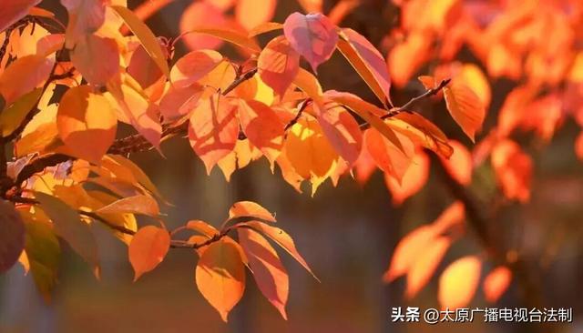 太原创森|赏“秋”正当时！来太原这个公园遇见最美秋日