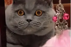 蓝猫四肢被砍后续！警方介入，附近发现新线索，小区人曝更多细节图片