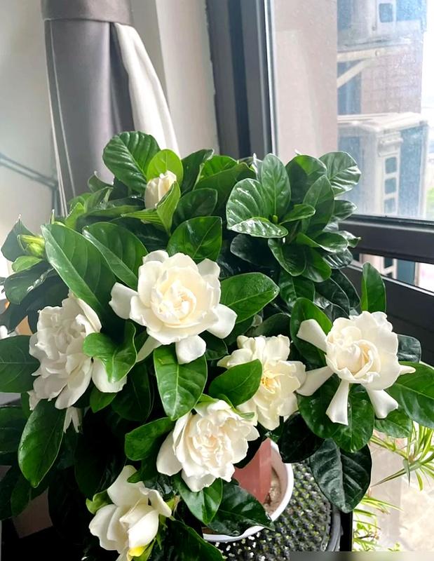 “阴花不能进阳宅”	，家里若有这5种花！请赶紧“搬出去	”！