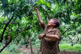 “坏了包赔”的阳山水蜜桃，让六旬老人、返乡青年过上甜蜜日子图片