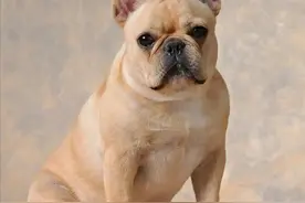 最适合养的10种狗，它们并不是狗，而是家人！图片