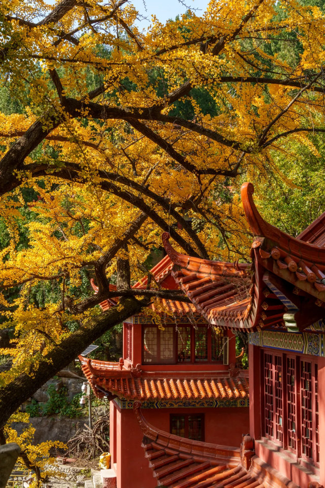 临沂此处天地一色，快来赴一场与金黄的约会吧！