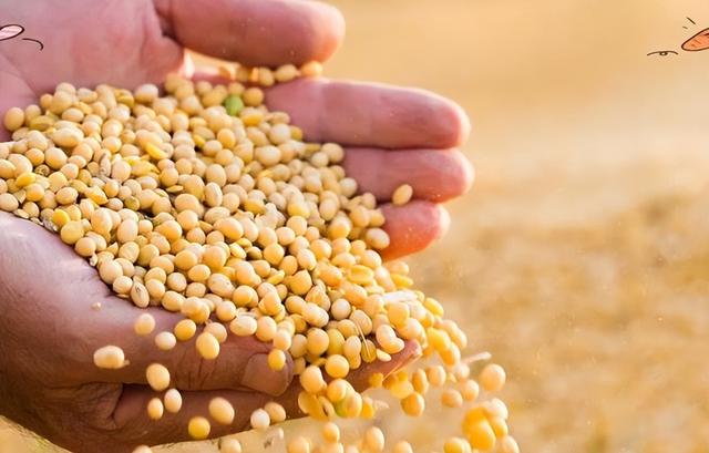 巴西大豆价格再上涨1.15%！中国买家按下暂停键，巴西大豆还买吗