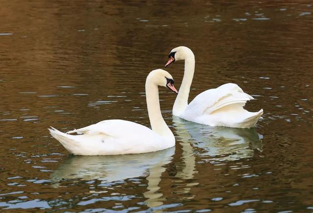 潍坊人有自己的“疯狂动物城”！冲！冲！冲！