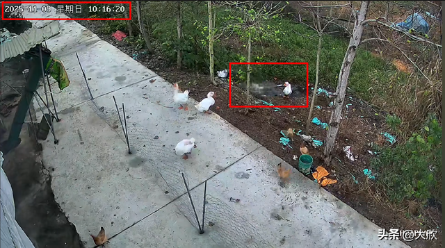 大鹅神秘消失后续：水塘抽干，淤泥被翻	，网友质疑主人是炒作