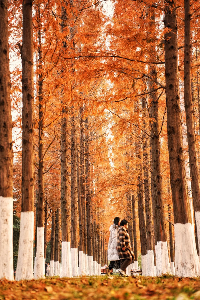 临沂「红杉」「红枫」浓度拉满，出片率100%