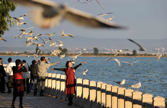 观鸥季启幕 “鸥”经济升温