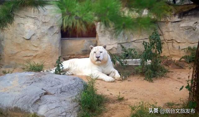 【乐游烟台】紧急通知！在烟台挖到春节王炸小城→