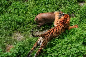 昆虫界第一杀手，若能长到200公斤，直接能把老虎砍成两半？图片