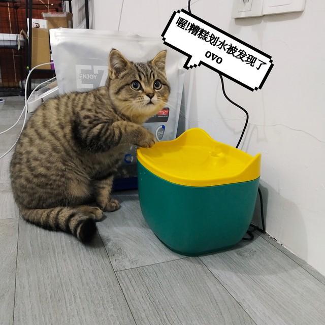 猫不会说话，但会“求救”：这5个异常，千万别当成小事