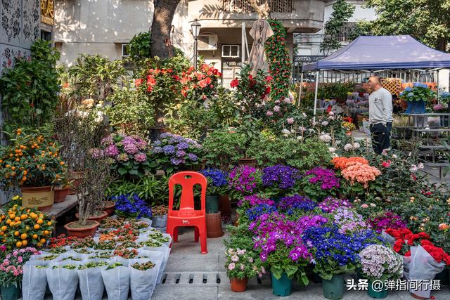 斥资500万！佛山30年花鸟老街，摇身一变成文艺新地标