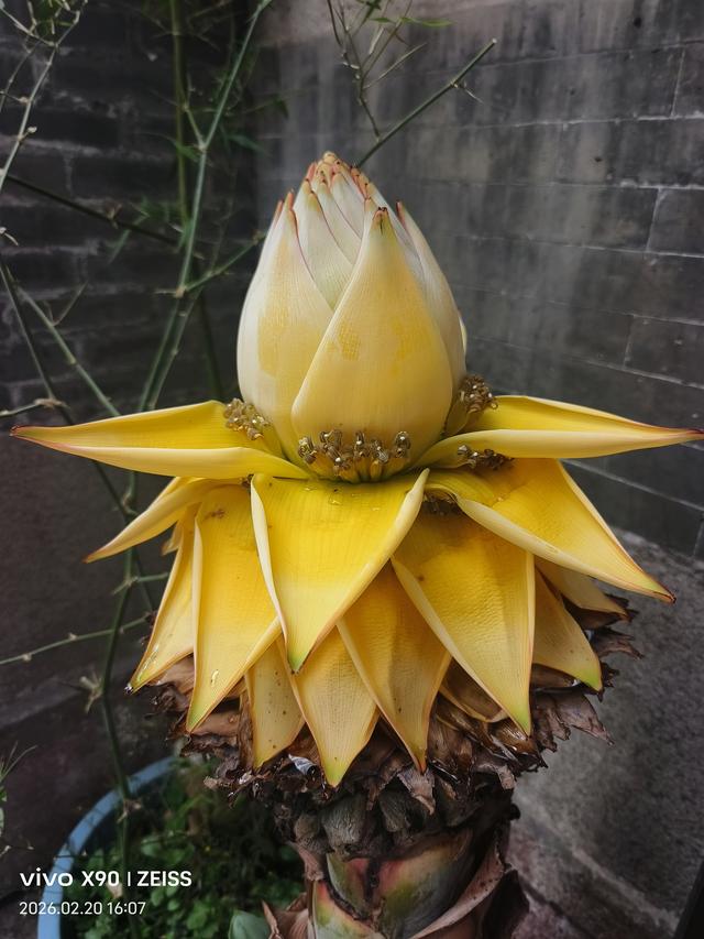 2026新年广州行之李小龙祖居