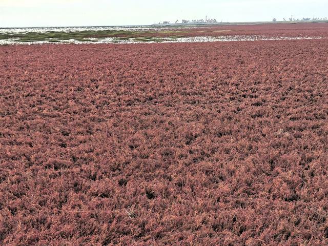 红海滩:闲情本自匠心运，野趣还得巧手染
