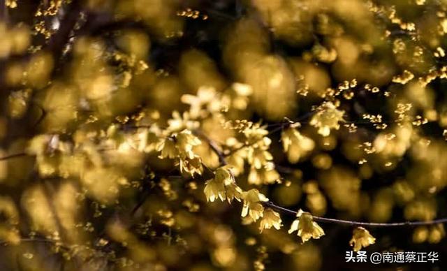 南通冬日“顶流”回归！