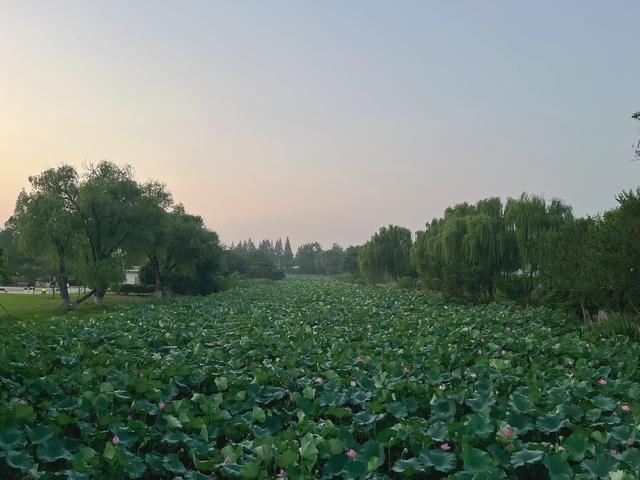 晨观玄武湖